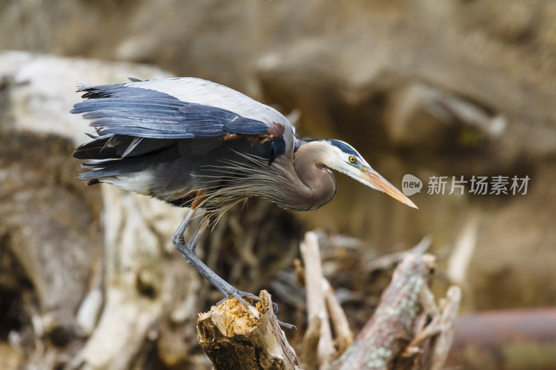 大蓝鹭(Ardea herodias)在繁殖羽毛